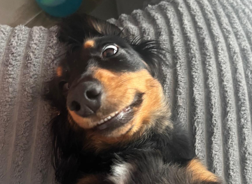 About Frank’s Dog Stuff